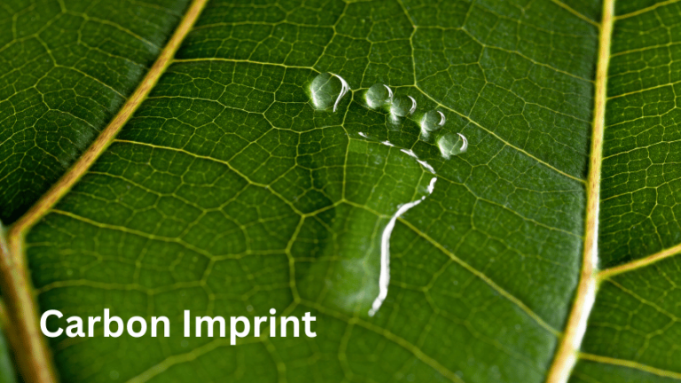 Carbon Imprint: come ridurre la tua impronta ecologica nel 2025